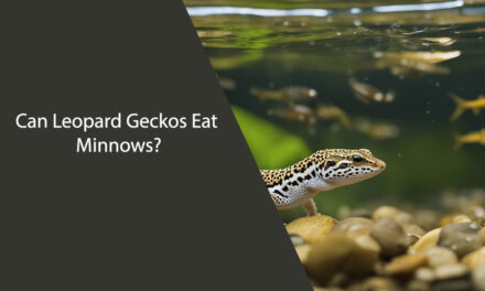 Can Leopard Geckos Eat Minnows?