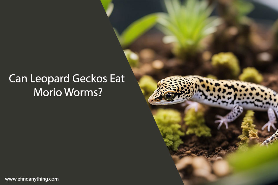 Can Leopard Geckos Eat Morio Worms?