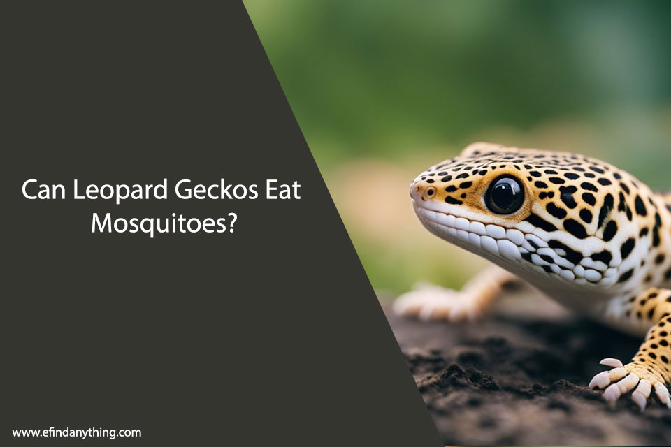 Can Leopard Geckos Eat Mosquitoes?