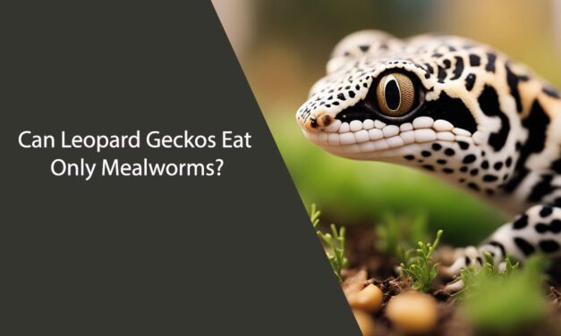 Can Leopard Geckos Eat Only Mealworms?