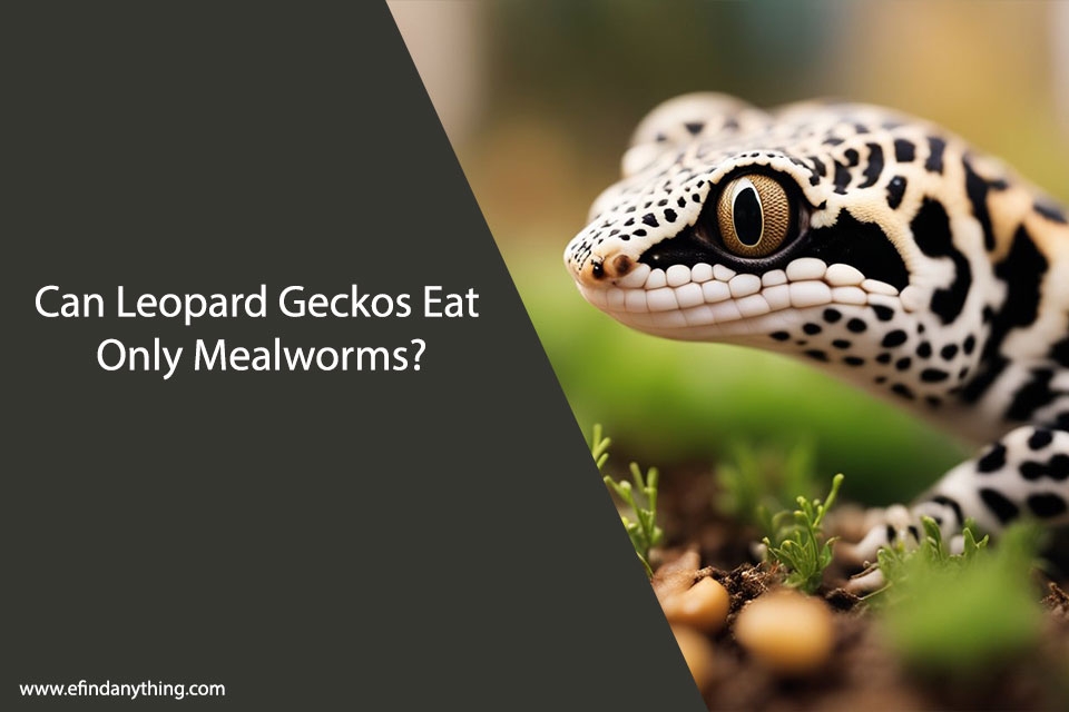 Can Leopard Geckos Eat Only Mealworms?