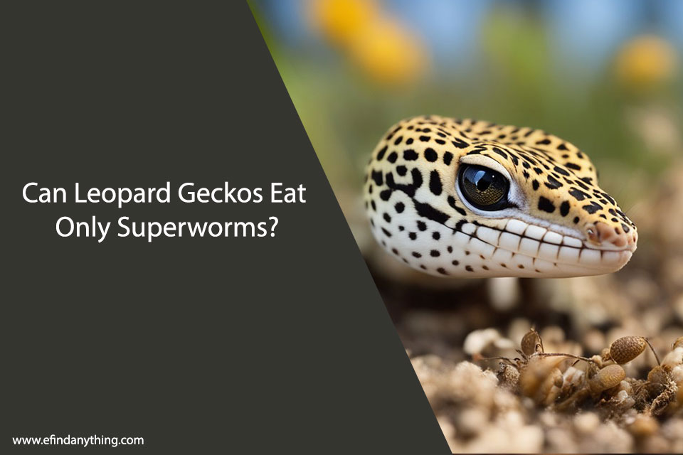 Can Leopard Geckos Eat Only Superworms?