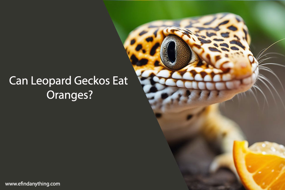 Can Leopard Geckos Eat Oranges?