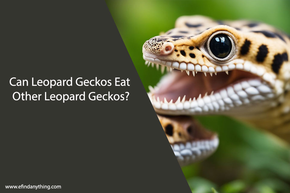 Can Leopard Geckos Eat Other Leopard Geckos?