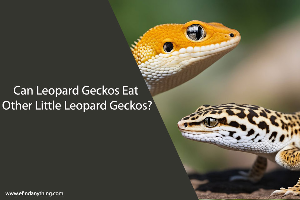 Can Leopard Geckos Eat Other Little Leopard Geckos?