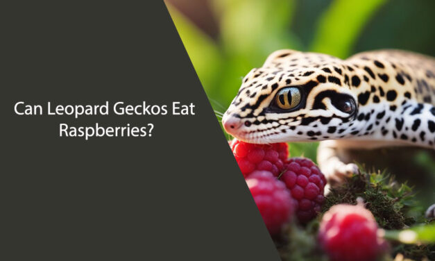 Can Leopard Geckos Eat Raspberries?