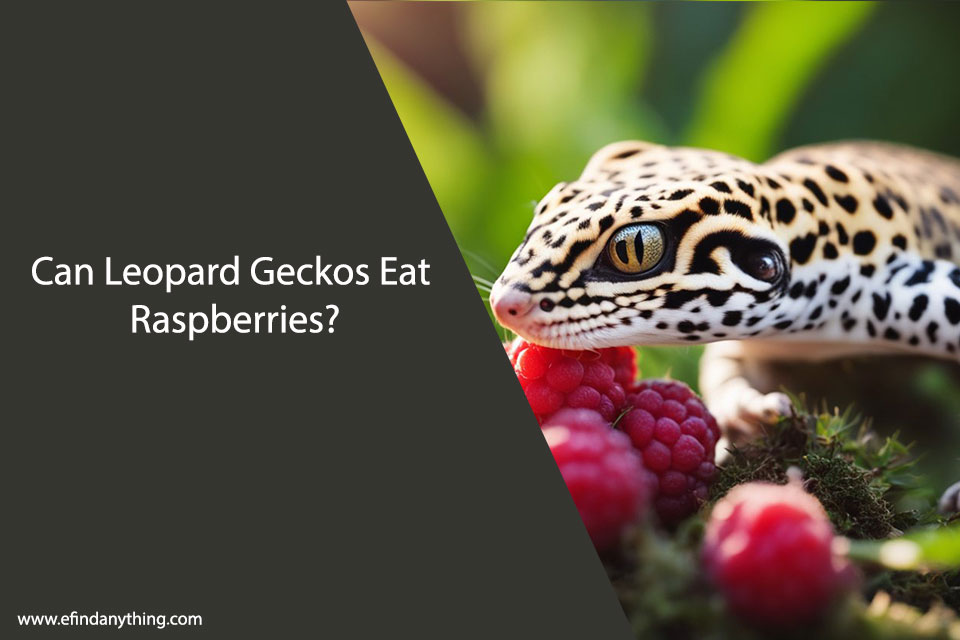 Can Leopard Geckos Eat Raspberries?