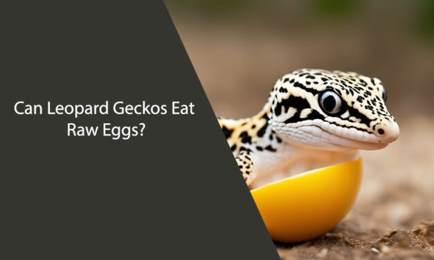 Can Leopard Geckos Eat Raw Eggs?