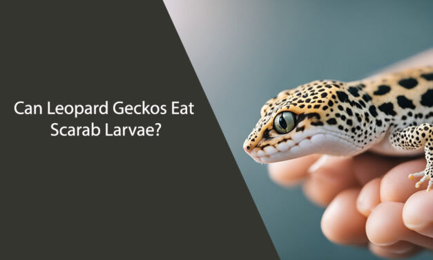 Can Leopard Geckos Eat Scarab Larvae?