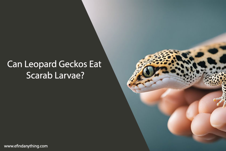 Can Leopard Geckos Eat Scarab Larvae?