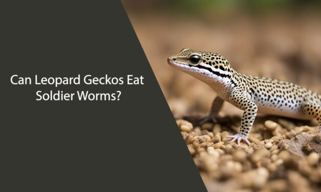 Can Leopard Geckos Eat Soldier Worms?