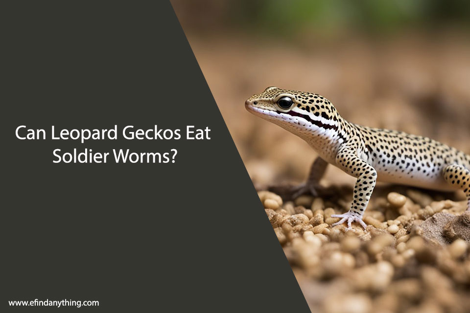 Can Leopard Geckos Eat Soldier Worms?