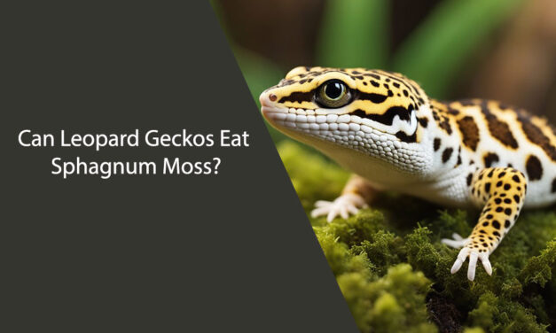 Can Leopard Geckos Eat Sphagnum Moss?