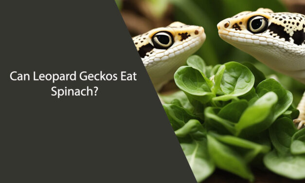 Can Leopard Geckos Eat Spinach?