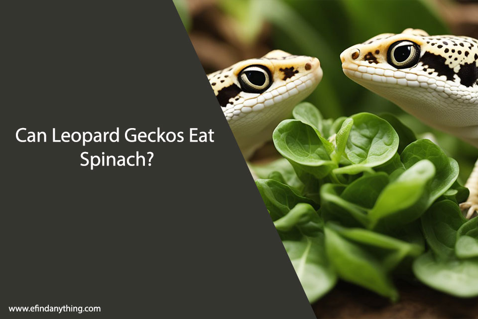 Can Leopard Geckos Eat Spinach?