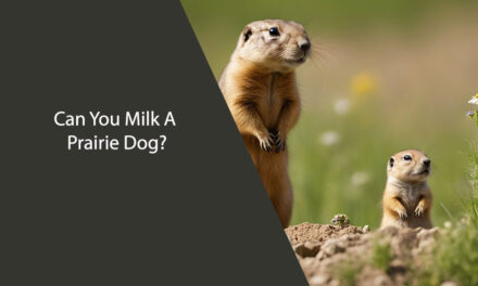 Can You Milk A Prairie Dog?