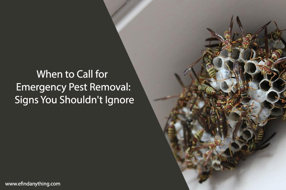 When to Call for Emergency Pest Removal: Signs You Shouldn’t Ignore