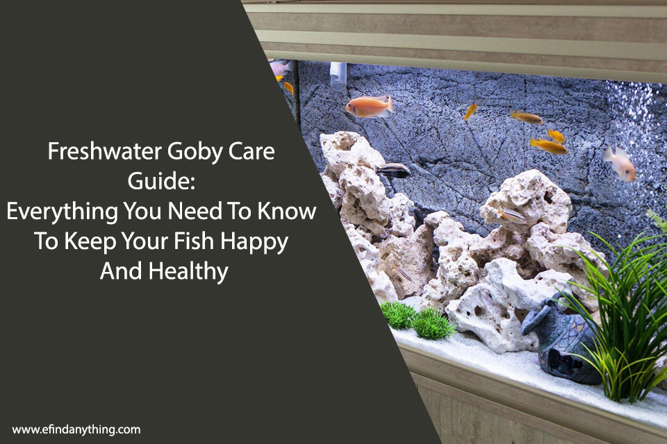 Freshwater Goby Care Guide: Everything You Need To Know To Keep Your Fish Happy And Healthy