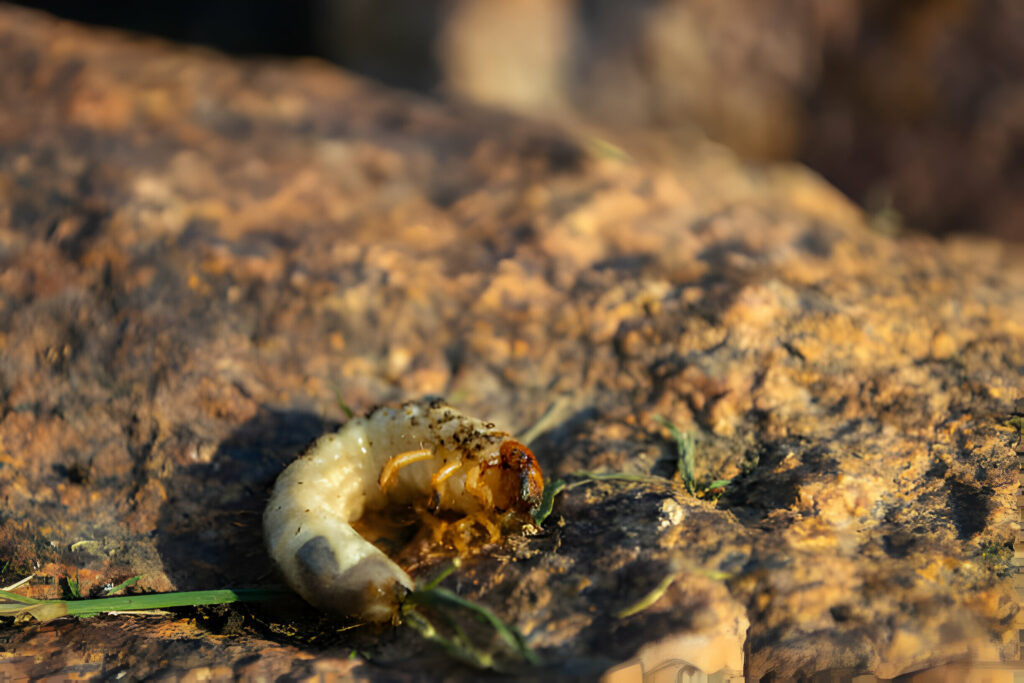 Can Leopard Geckos Eat Scarab Larvae