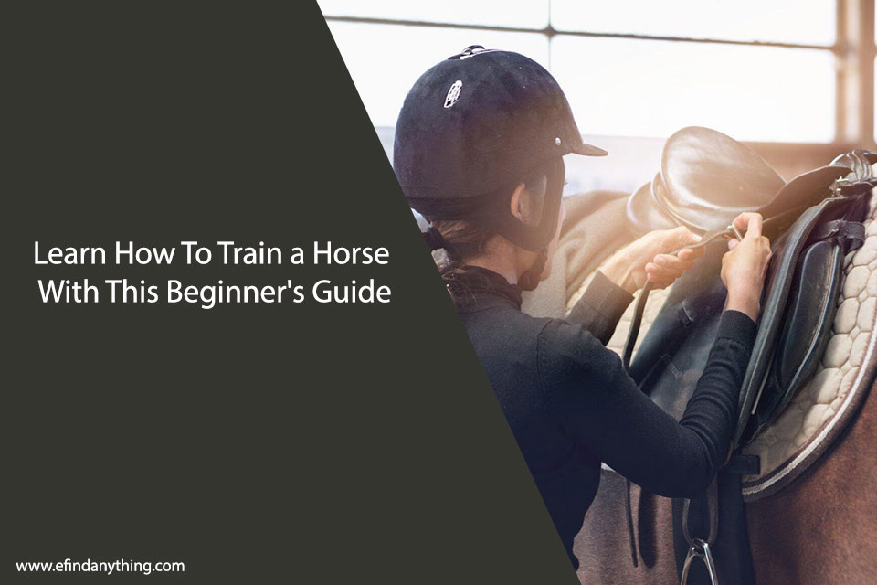 Learn How To Train a Horse With This Beginner’s Guide