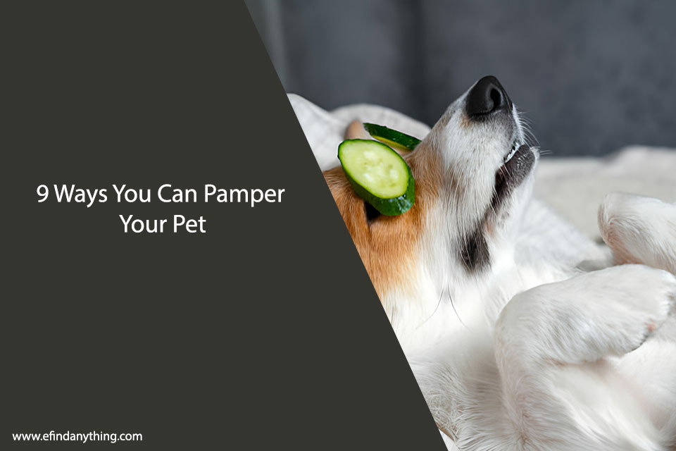 9 Ways You Can Pamper Your Pet