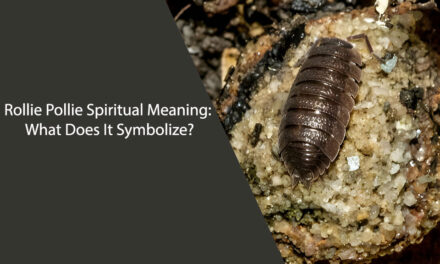 Rollie Pollie Spiritual Meaning: What Does It Symbolize?