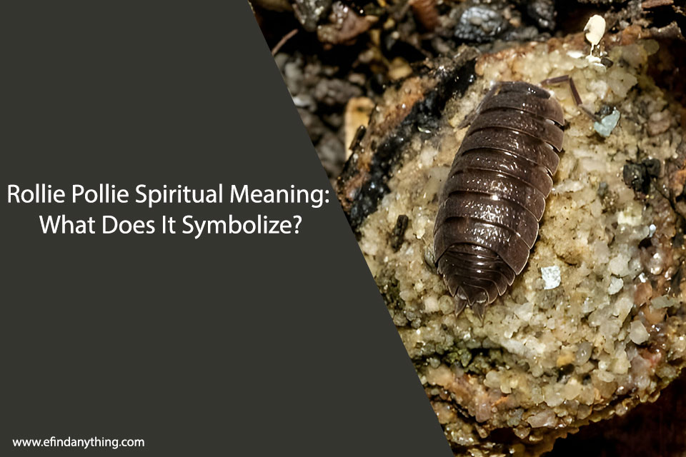 Rollie Pollie Spiritual Meaning: What Does It Symbolize?