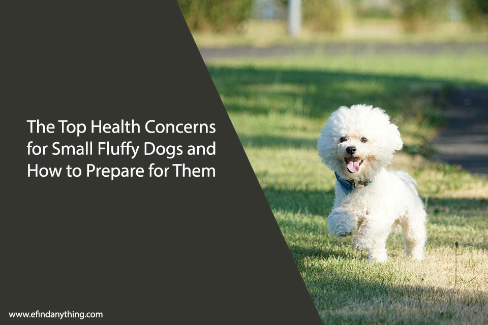 The Top Health Concerns for Small Fluffy Dogs and How to Prepare for Them