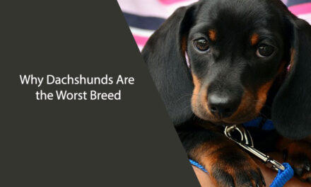 Why Dachshunds Are the Worst Breed – Dog Guide