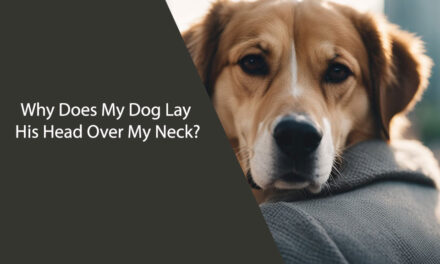 Why Does My Dog Lay His Head Over My Neck?