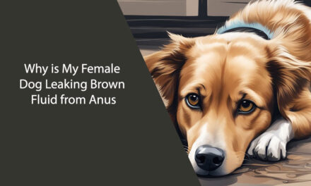 Why is My Female Dog Leaking Brown Fluid from Anus