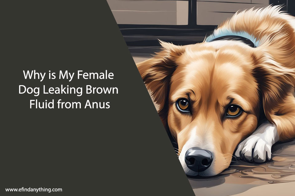 Why is My Female Dog Leaking Brown Fluid from Anus