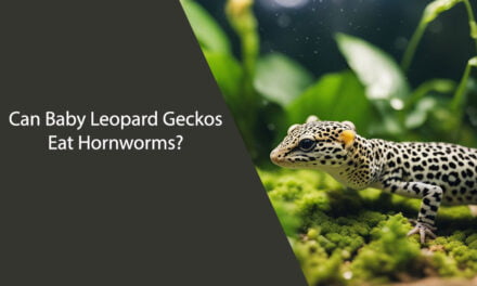 Can Baby Leopard Geckos Eat Hornworms?