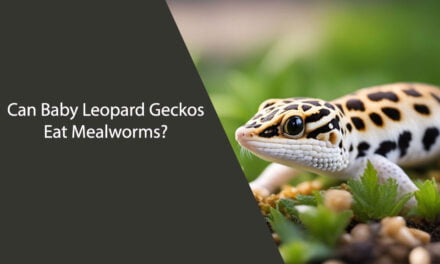 Can Baby Leopard Geckos Eat Mealworms?