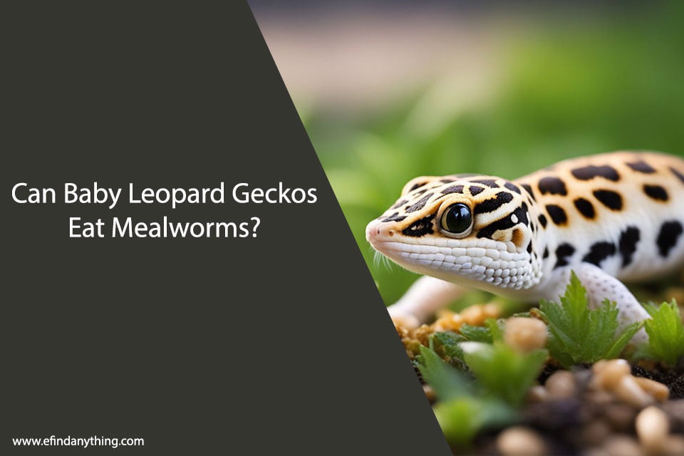 Can Baby Leopard Geckos Eat Mealworms?