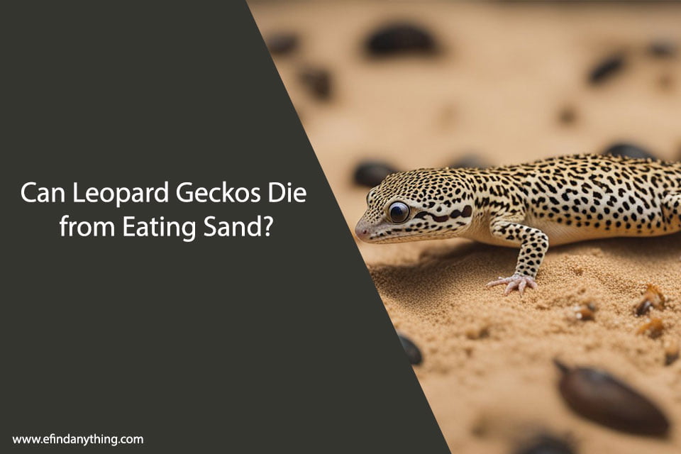 Can Leopard Geckos Die from Eating Sand?