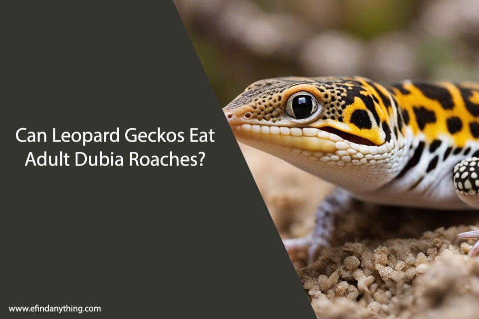 Can Leopard Geckos Eat Adult Dubia Roaches?