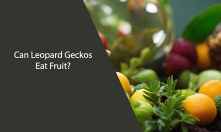 Can Leopard Geckos Eat Fruit?