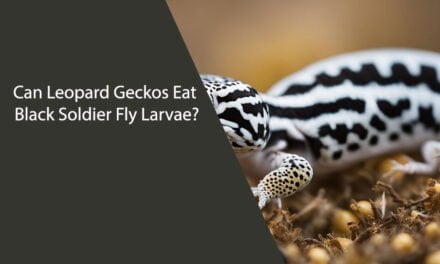 Can Leopard Geckos Eat Black Soldier Fly Larvae?