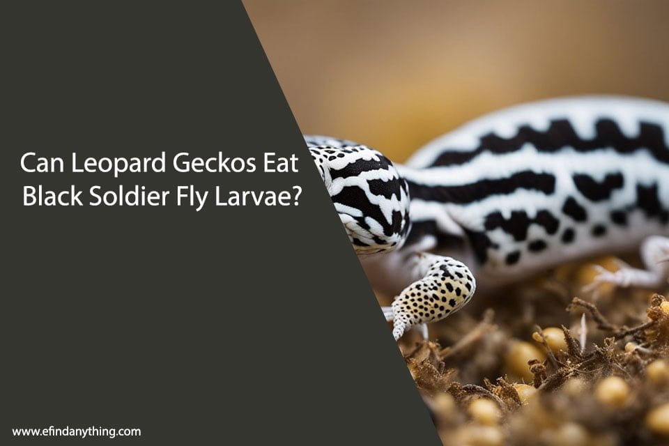 Can Leopard Geckos Eat Black Soldier Fly Larvae?