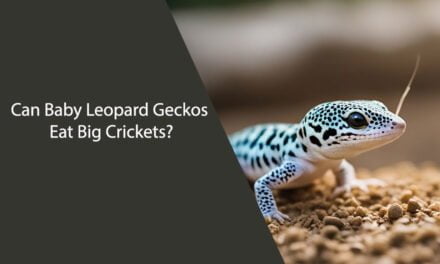 Can Baby Leopard Geckos Eat Big Crickets?