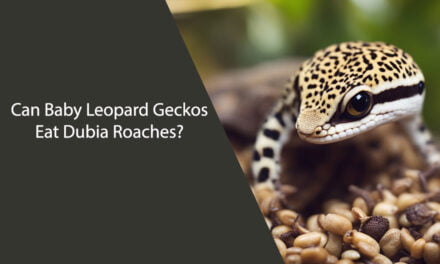 Can Baby Leopard Geckos Eat Dubia Roaches?