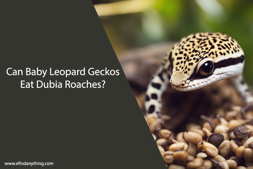 Can Baby Leopard Geckos Eat Dubia Roaches?