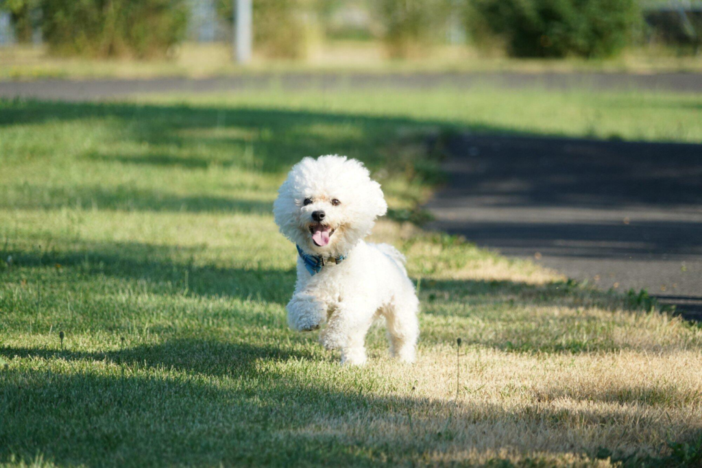 Small Fluffy Dogs