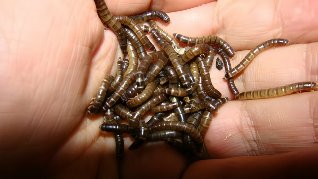 Can Leopard Geckos Eat Only Superworms