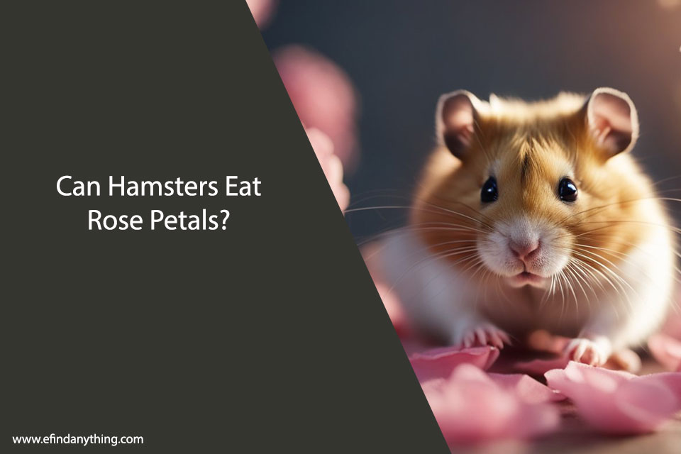 Can Hamsters Eat Rose Petals? A Comprehensive Guide