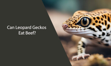 Can Leopard Geckos Eat Beef?