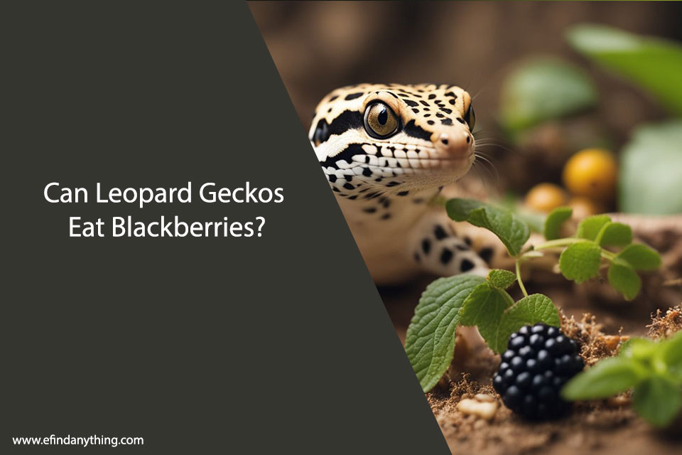 Can Leopard Geckos Eat Blackberries?