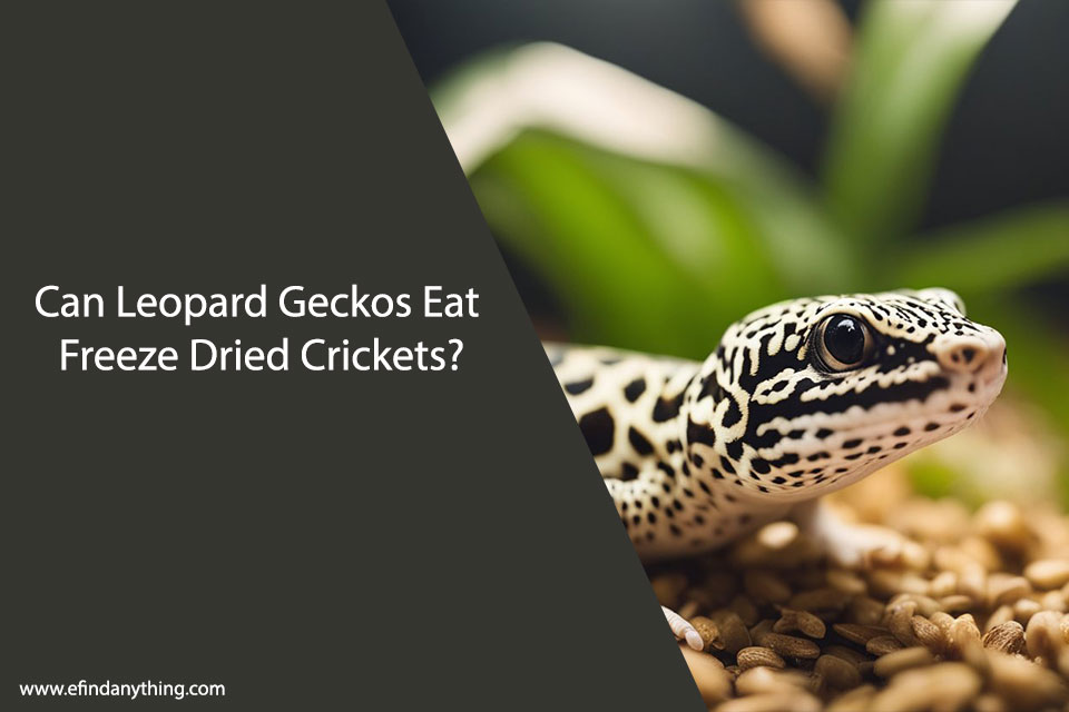 Can Leopard Geckos Eat Freeze Dried Crickets?