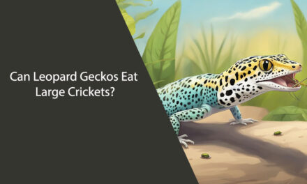 Can Leopard Geckos Eat Large Crickets?